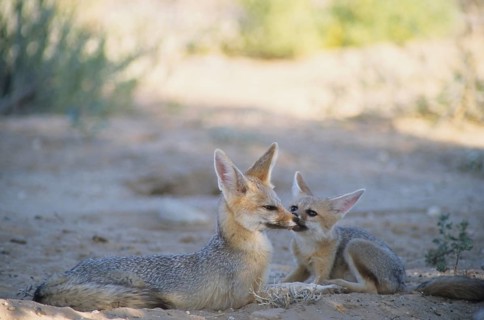 Cape fox (Vulpes chama)