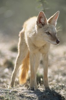 Black-backed Jackal (Canis mesomelas) with pigmentary abnormality of the fur
