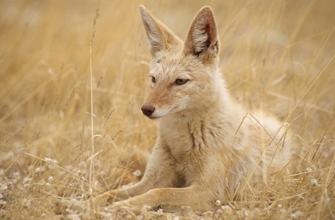 Black-backed Jackal (Canis mesomelas) with pigmentary abnormality of the fur