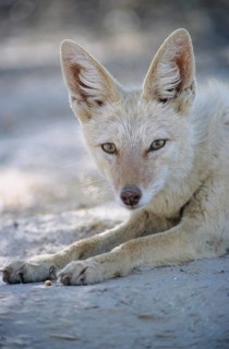 Black-backed Jackal (Canis mesomelas) with pigmentary abnormality of the fur