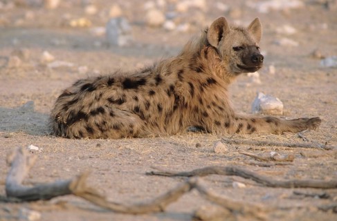 Spotted Hyena (Crocuta crocuta)