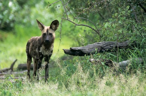 African Wild Dog (Lycaon pictus)