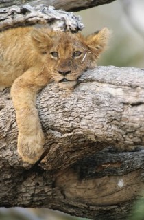 Lion (Panthera leo)
