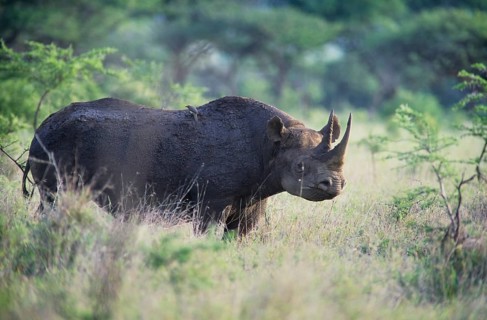 Black Rhinoceros or Hook-lipped Rhinoceros (Diceros bicornis)