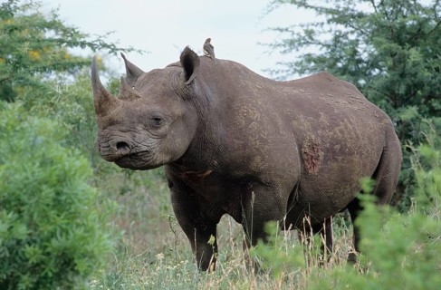 Black Rhinoceros or Hook-lipped Rhinoceros (Diceros bicornis)
