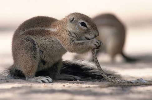 Cape ground squirrel (Xerus inauris) eating a small snake