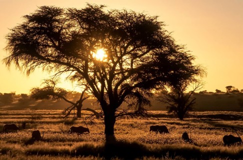 Sunset in the Nossob Valley with Gemsboks (Oryx gazella)