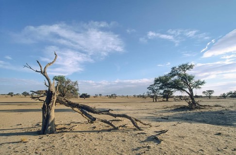 A dead tree in the Nossob Valley