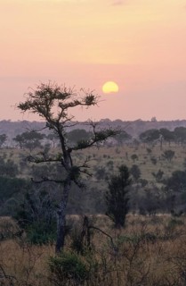 River landscape in the southern Kruger National Park