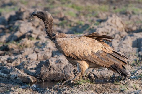Cape Vulture (Gyps coprotheres)