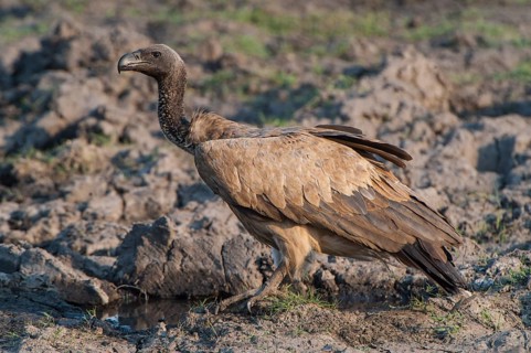 Cape Vulture (Gyps coprotheres)