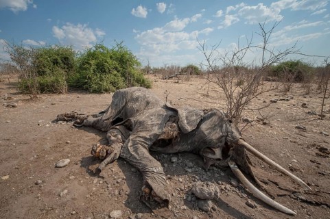 African Elephant (Loxodonta africana)