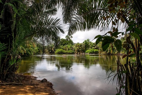 Tiwai Island Wildlife Sanctuary on an island in the Moa River