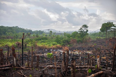 Fire cleared jungle