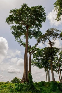 Remaining vegetation of the primary rainforest in the east of the country