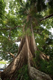 Tree with buttress roots