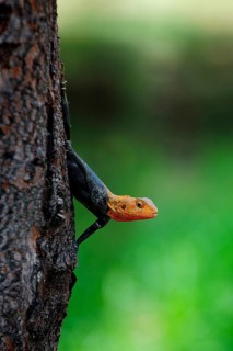Common Agama (Agama agama)