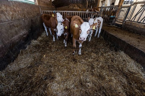 Calves in a barn