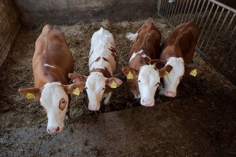 Calves in a barn