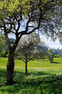 Meadows and flowering fruit trees in spring