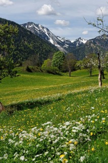 Meadows and flowering fruit trees in spring