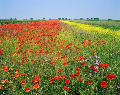 Field of Poppies