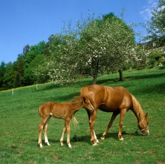 Mare with a foal grazing on a pasture