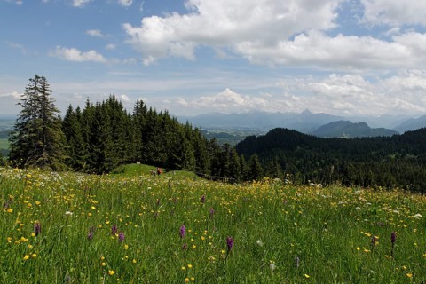 Flower meadow with March Orchids