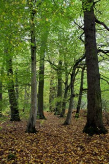 Deciduous forest at Feensteig