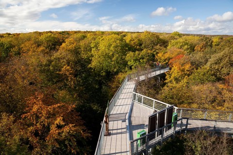 Treetop trail