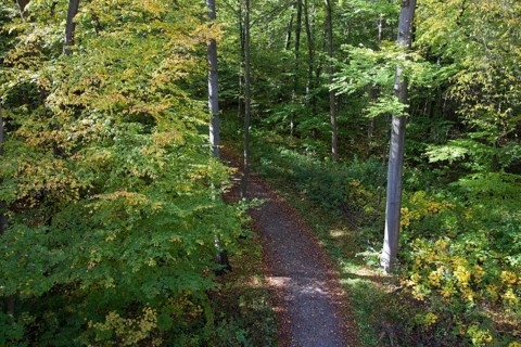 View from a treetop path onto a forest path