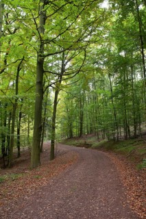 Hiking trail through a hardwood forest along the Rennsteig ridge walk