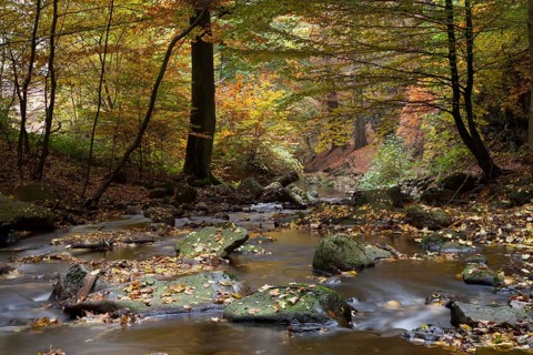 Ilse River in Ilsetal valley in autumn
