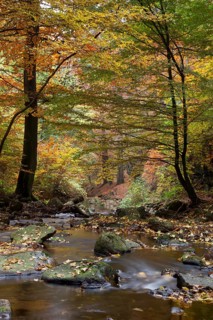 Ilse River in Ilsetal valley in autumn