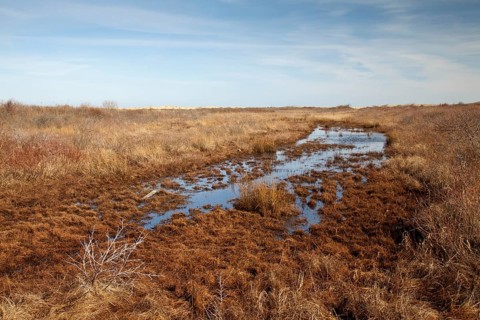Salt marshes and tidal creeks