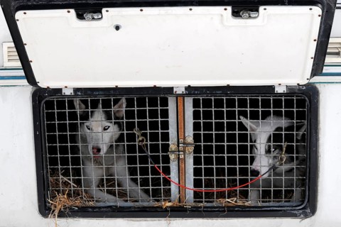 Siberian Huskies behind bars in a transport vehicle
