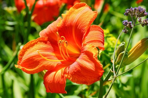 Lily (Lilium sp.)