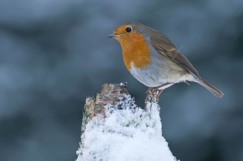 European Robin (Erithacus rubecula) in winter