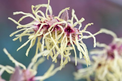 Witch Hazel (Hamamelis mollis 'Pallida')
