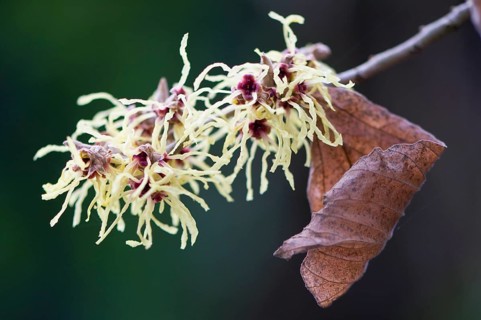 Witch Hazel (Hamamelis mollis 'Pallida')