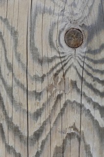 Wood grain of a Scots pine (Pinus sylvestris)