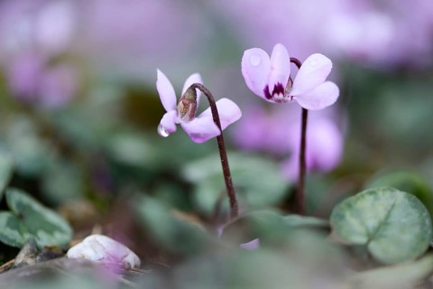 Flowering Spring Cyclamen or Spring Alpine Violet (Cyclamen coum album)