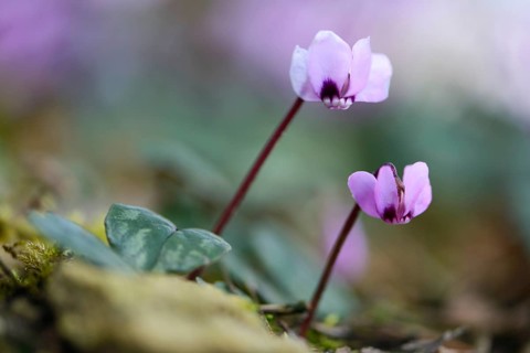 Flowering Spring Cyclamen or Spring Alpine Violet (Cyclamen coum album)