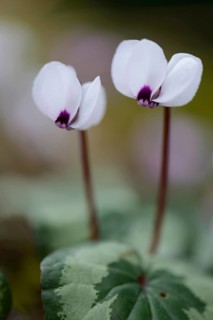 Flowering white Spring Cyclamen or Spring Alpine Violets (Cyclamen coum album)