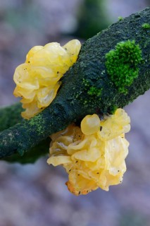 Yellow Brain