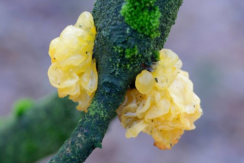 Yellow Brain