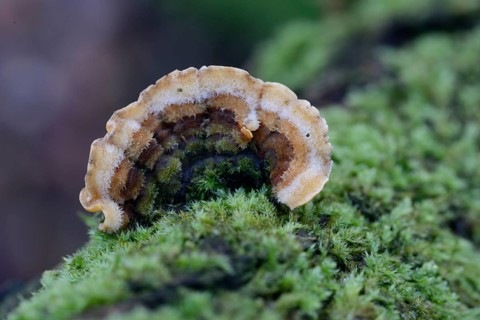 Turkey Tail Mushroom (Trametes versicolor)