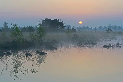Rewetted bog
