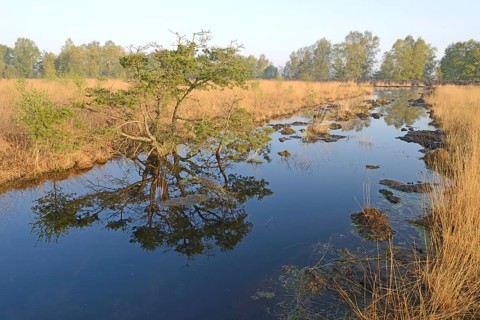 Rewetted bog
