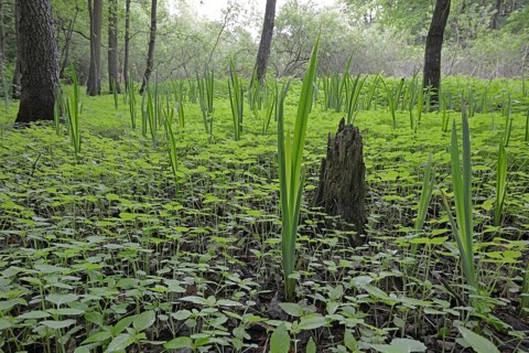 Riparian forest